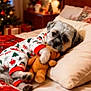 animal, bed, blanket, christmas, christmas_tree, cozy, cute, decorations, dog, festive, holiday_decor, indoor, lights, pajamas, pillow, plush_toy, relaxing, sleepy, teddy_bear, warm