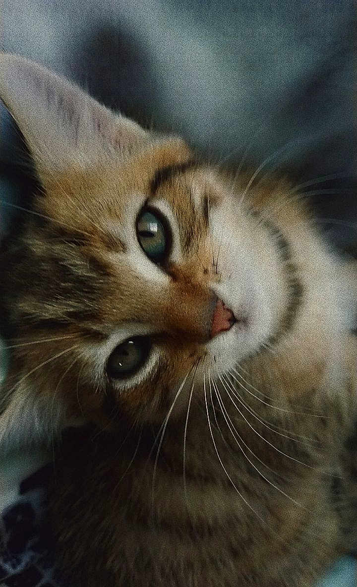Iris a rejoint le concours — aidez-le/la à gagner de superbes lots ! cat, kitten, close_up, tabby, whiskers, green_eyes, fur, pet, animal, cute, curious, portrait, indoor, young_cat, mammal, feline, nose, ear, face, soft