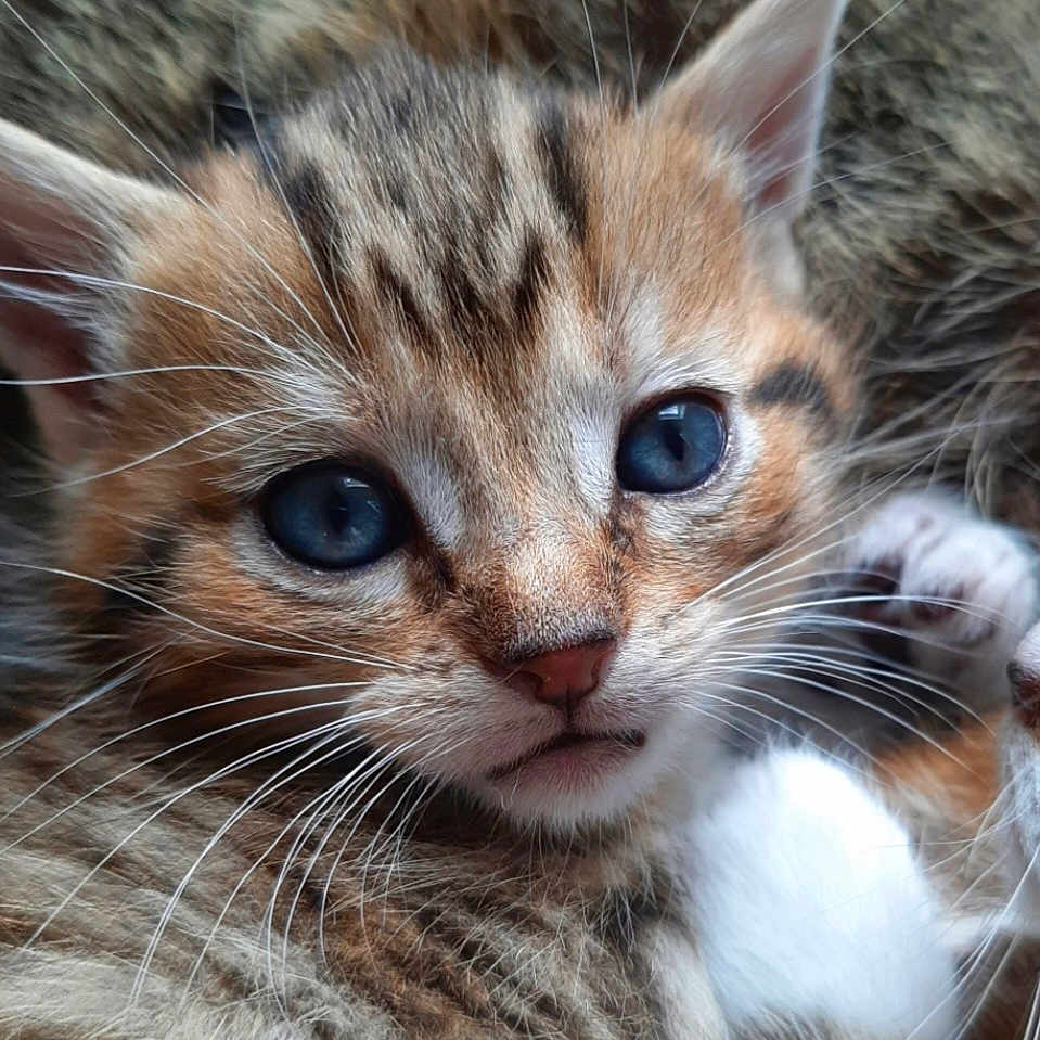 Kiko a rejoint le concours — aidez-le/la à gagner de superbes lots ! animal, blue_eyes, cat, close_up, cozy, cute, domestic_cat, ears, face, feline, fur, kitten, looking, nose, pet, portrait, snuggled, soft, whiskers, young