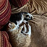 Bixi participe au concours pour gagner de l'argent avec cette photo : kittens, cats, orange_cat, black_and_white_cat, sleeping, cuddling, cute, adorable, pets, animals, felines, couch, sofa, cushions, blanket, indoor, cozy, relaxed, nap, fur