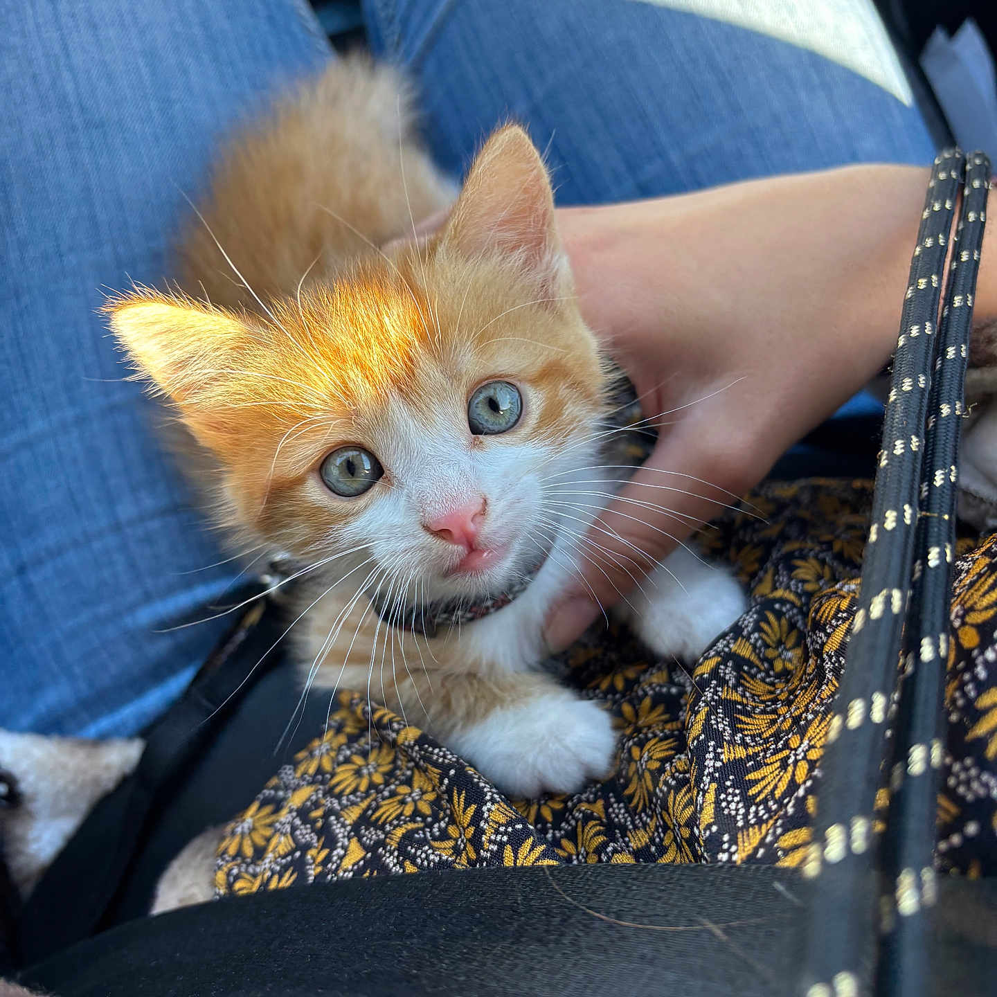 Bixi participe au concours pour gagner de l'argent avec cette photo : kitten, cat, ginger_cat, white_fur, blue_eyes, whiskers, pink_nose, animal, pet, portrait, close_up, sitting, bag, fabric, patterned_clothing, denim, human_arm, outdoor, soft_lighting, cute