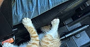 Bixi participe au concours pour gagner de l'argent avec cette photo : kitten, cat, orange_and_white, tabby, pet, animal, blue_eyes, collar, lying_down, upside_down, car, center_console, leather, fabric, interior, cute, whiskers, paws, portrait, indoor