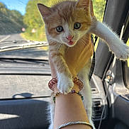 Bixi participe au concours pour gagner de l'argent avec cette photo : kitten, cat, ginger_cat, white_fur, animal, pet, feline, blue_sky, trees, road, car, vehicle_interior, passenger_seat, arm, bracelet, portrait, close_up, outdoor, sunlight, cute