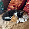 Bixi participe au concours pour gagner de l'argent avec cette photo : kittens, cats, sleeping, cuddling, black_and_white_cat, orange_and_white_cat, furry, pets, animals, cute, relaxed, nap, couch, sofa, cushions, indoor, home, close_up, cozy, portrait