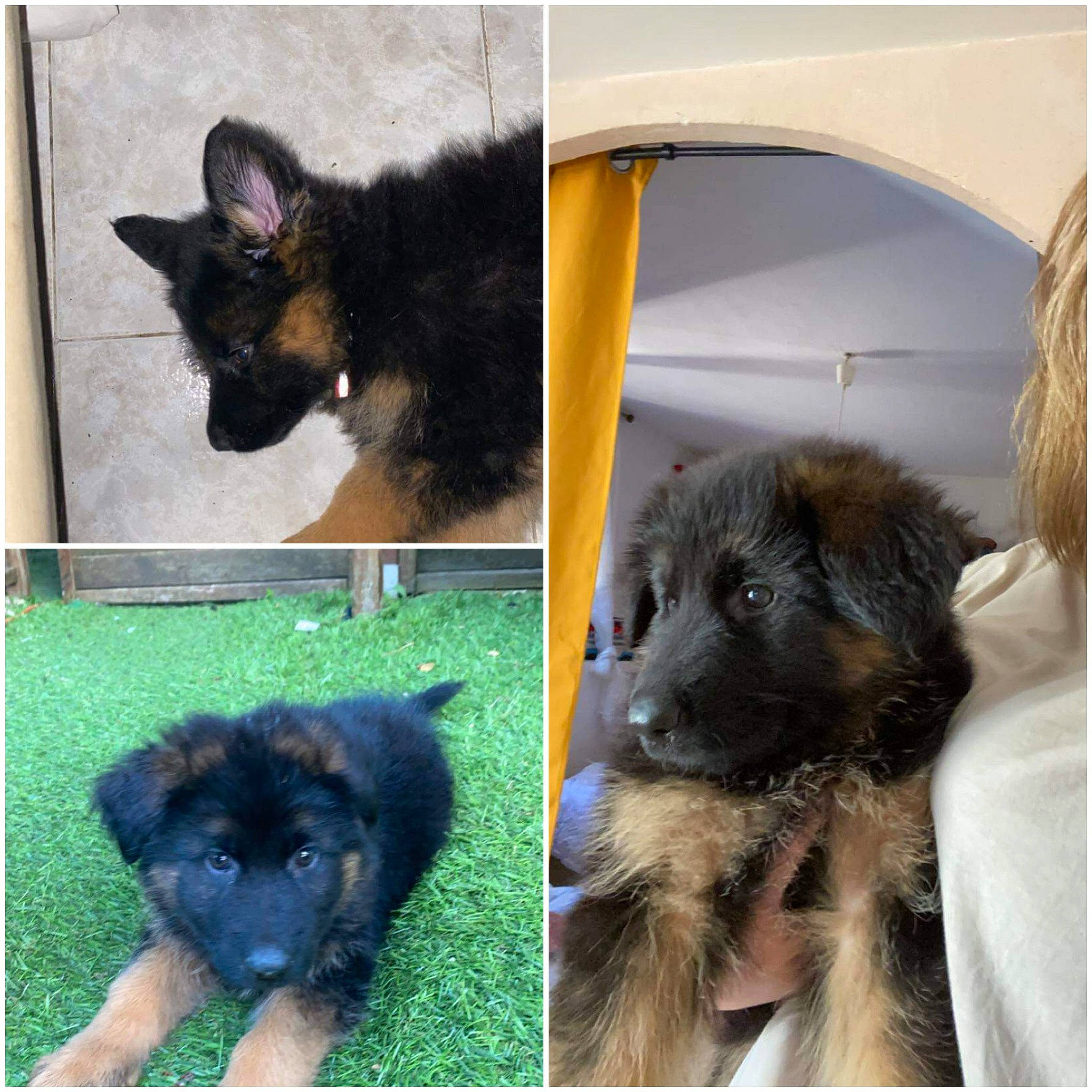 Saskia a rejoint le concours — aidez-le/la à gagner de superbes lots ! canidae, carnivore, collage, companion_dog, dog, dog_breed, fawn, fur, grass, green, liver, mammal, organ, organism, snapshot, snout, sporting_group, terrestrial_animal, vertebrate, working_animal