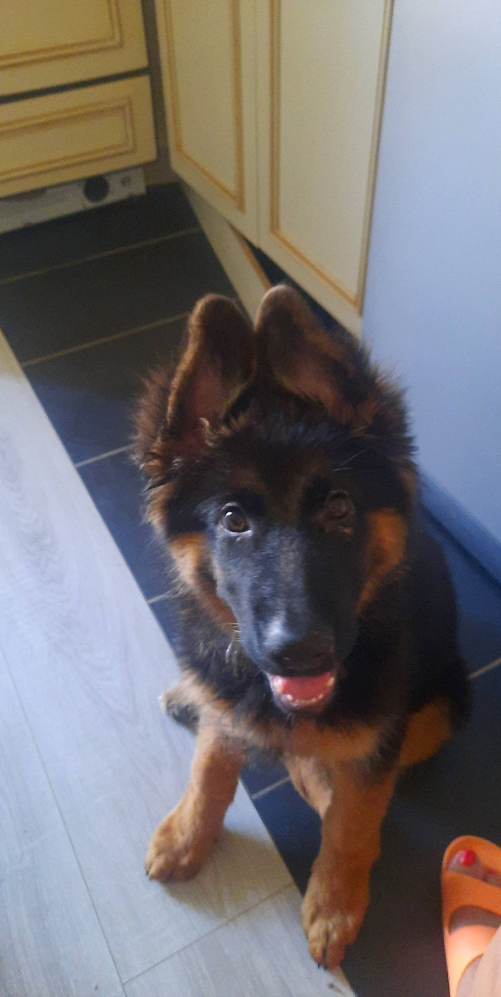 Saskia a rejoint le concours — aidez-le/la à gagner de superbes lots ! canidae, carnivore, companion_dog, dog, dog_breed, fawn, floor, flooring, fur, german_shepherd_dog, guard_dog, hardwood, herding_dog, old_german_shepherd_dog, paw, snout, sporting_group, street_dog, working_animal, working_dog