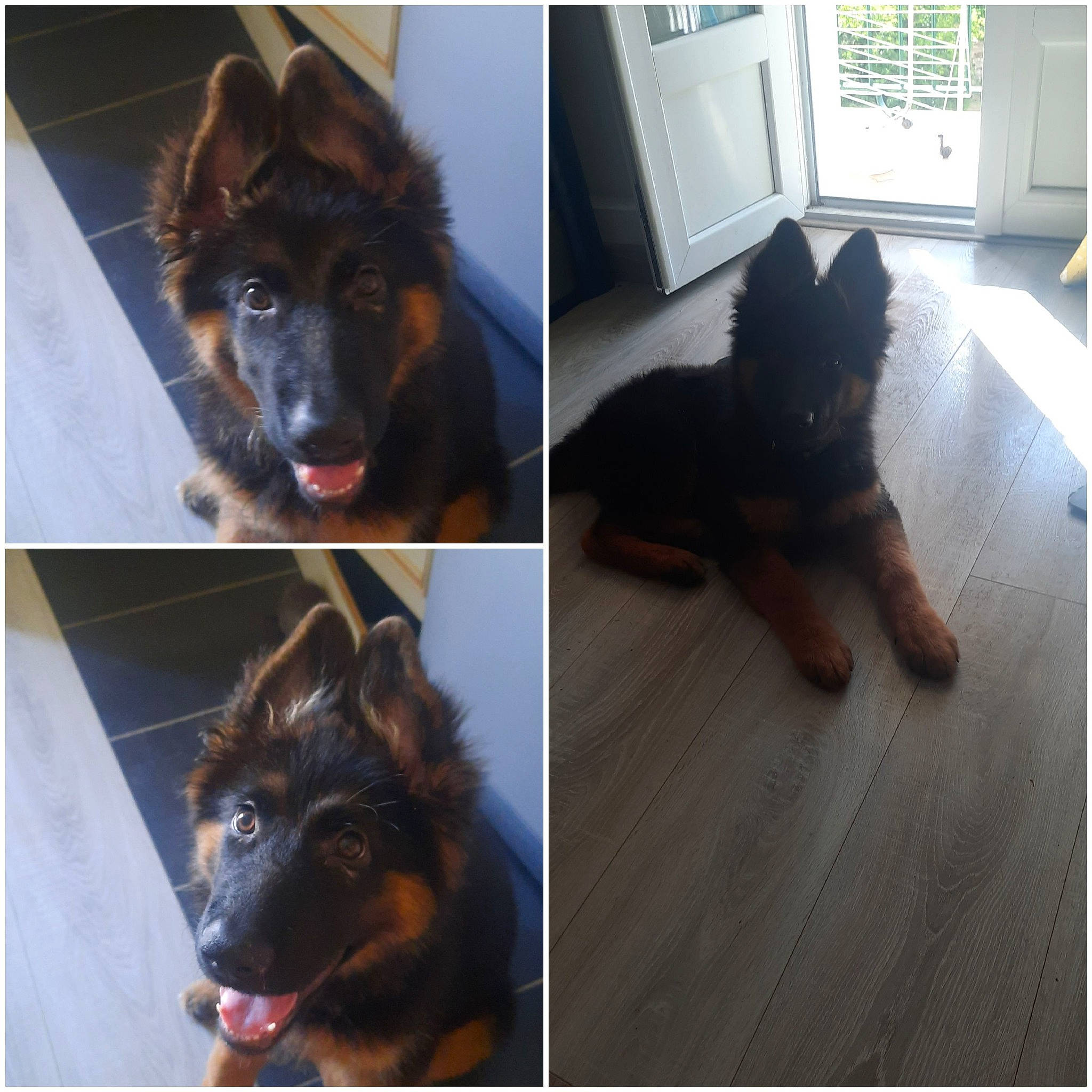 Saskia participe au concours pour gagner de l'argent avec cette photo : black, canidae, carnivore, companion_dog, dog, dog_breed, ear, fawn, fur, green, liver, mammal, photograph, rectangle, snapshot, snout, sporting_group, vertebrate, working_animal, working_dog