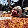 animal, backyard, bulldog, close_up, clouds, dog, fence, grass, laying_down, outdoor, patio_furniture, pet, relaxed, resting, rug, sky, summer, sunlight, tongue, wood