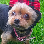 Beverly participe au concours pour gagner de l'argent avec cette photo : dog, small_dog, yorkshire_terrier, hat, red_hat, plaid, collar, grass, outdoor, pet, cute, animal, close_up, fur, brown_fur, black_fur, leash, curious, standing, eyes