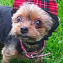 dog, small_dog, yorkshire_terrier, hat, red_hat, plaid, collar, grass, outdoor, pet, cute, animal, close_up, fur, brown_fur, black_fur, leash, curious, standing, eyes