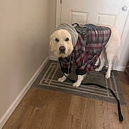 Ziggy joined the competition — help win amazing prizes! dog, white_dog, plaid_jacket, hood, leash, doormat, door, wooden_floor, indoor, pet, canine, fur, animal, standing, looking, costume, clothing, house, waiting, domestic