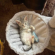 Biddy Girl joined the competition — help win amazing prizes! animal, bed, carpet, cat, cozy, cute, feline, fish, fluffy, fur, indoor, kitten, paw, pet, playful, relaxed, small, tabby, toy, whiskers
