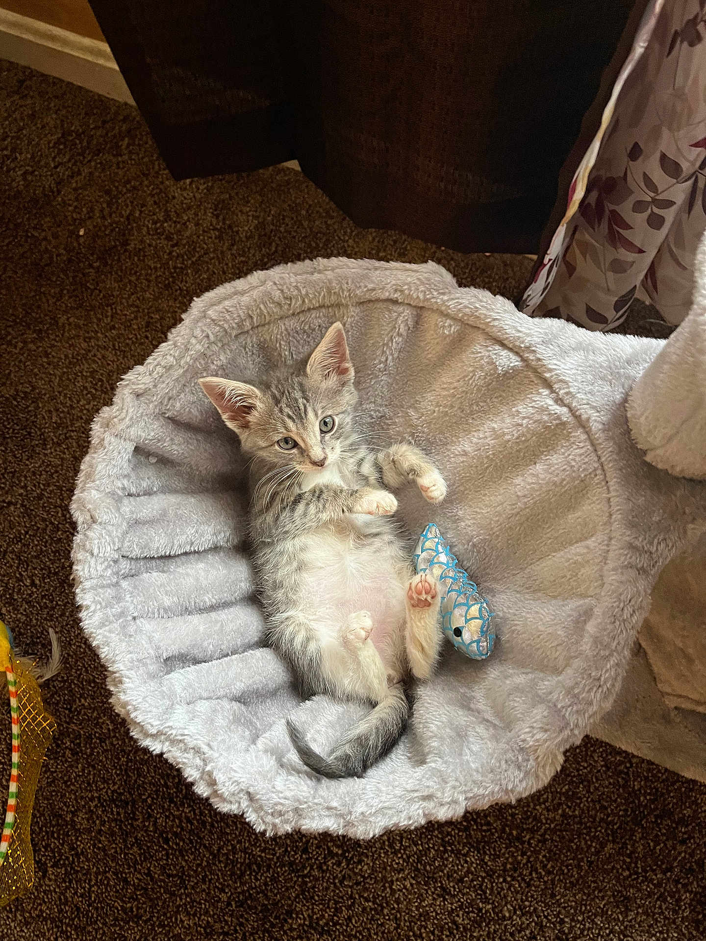 Biddy Girl joined the competition — help win amazing prizes! animal, bed, carpet, cat, cozy, cute, feline, fish, fluffy, fur, indoor, kitten, paw, pet, playful, relaxed, small, tabby, toy, whiskers