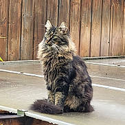 Mim'S participe au concours pour gagner de l'argent avec cette photo : cat, long_hair, tabby, sitting, outdoor, fence, wooden_fence, tail, fur, whiskers, ears, green_eyes, animal, pet, domestic_cat, nature, daylight, quiet, calm, portrait