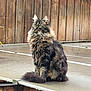 cat, long_hair, tabby, sitting, outdoor, fence, wooden_fence, tail, fur, whiskers, ears, green_eyes, animal, pet, domestic_cat, nature, daylight, quiet, calm, portrait