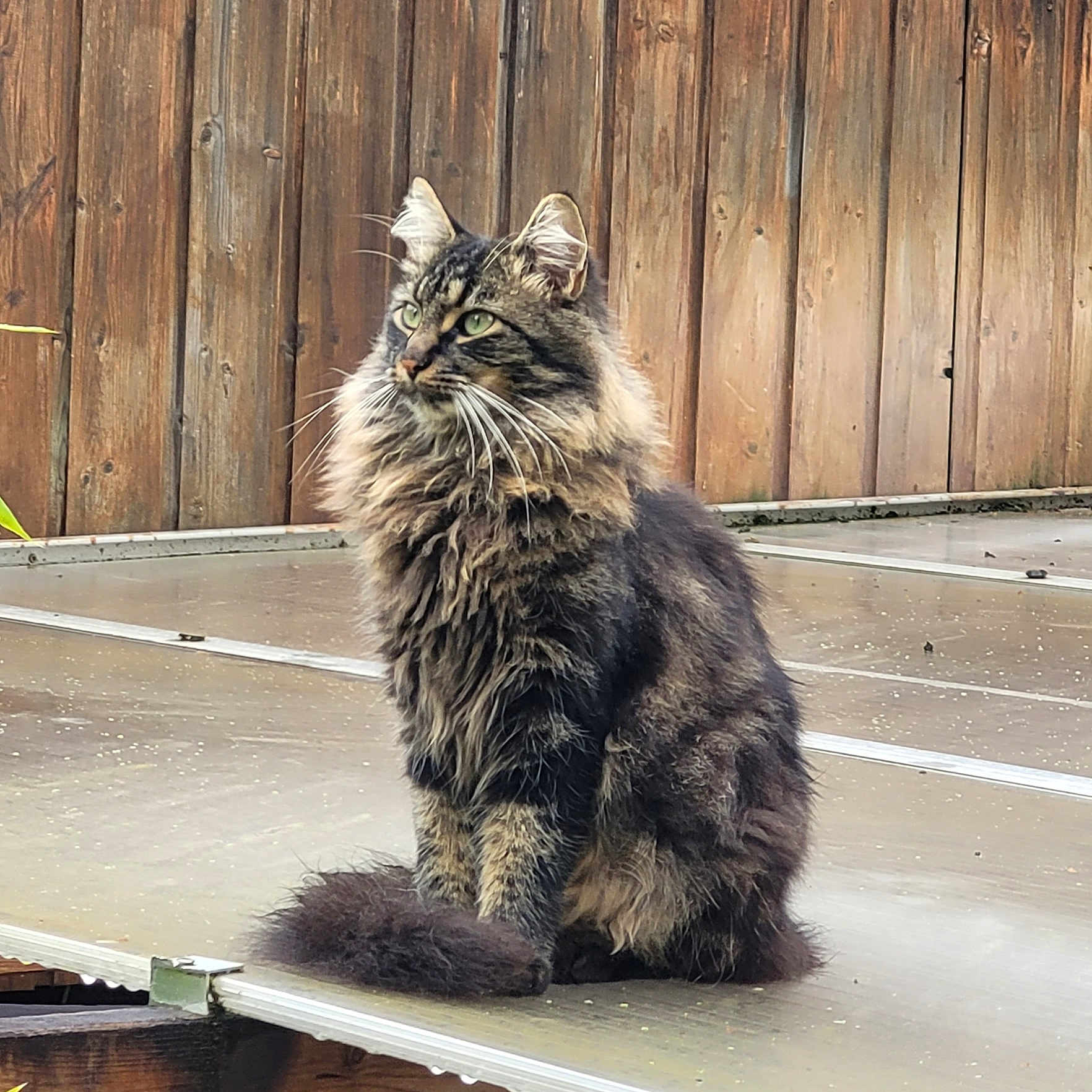 Mim'S participe au concours pour gagner de l'argent avec cette photo : animal, calm, cat, daylight, domestic_cat, ears, fence, fur, green_eyes, long_hair, nature, outdoor, pet, portrait, quiet, sitting, tabby, tail, whiskers, wooden_fence