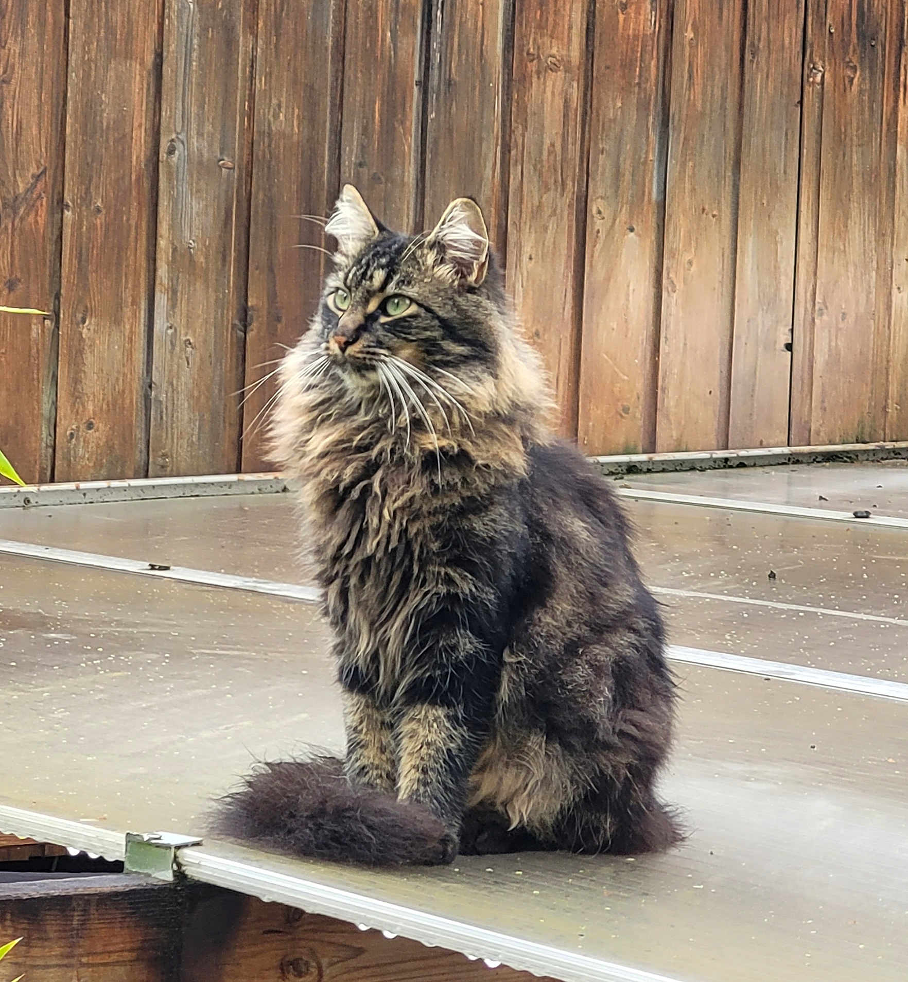 Mim'S participe au concours pour gagner de l'argent avec cette photo : cat, long_hair, tabby, sitting, outdoor, fence, wooden_fence, tail, fur, whiskers, ears, green_eyes, animal, pet, domestic_cat, nature, daylight, quiet, calm, portrait