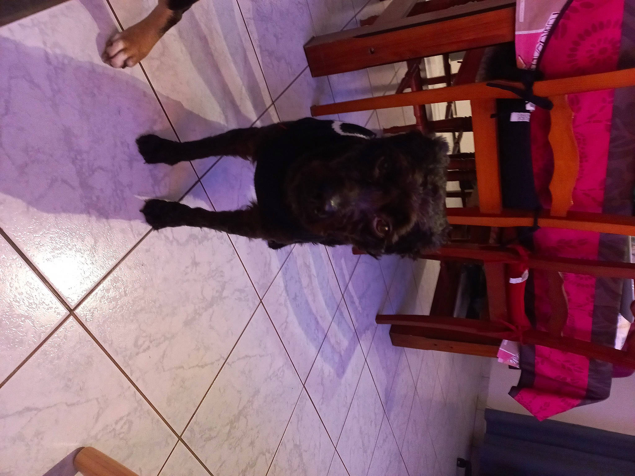 Oreo a rejoint le concours — aidez-le/la à gagner de superbes lots ! canidae, carnivore, collar, companion_dog, dog, dog_breed, flooring, fur, guard_dog, hardwood, magenta, non_sporting_group, purple, room, sporting_group, tail, wood, working_animal