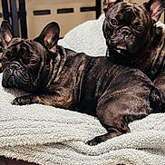 Koba And Georgie joined the competition — help win amazing prizes! animal, blanket, brindle, brown, canine, companion, cozy, cute, dog, ears, face, floor, french_bulldog, fur, indoor, lying_down, pet, relaxed, resting, sitting