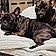 Koba And Georgie