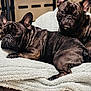 animal, blanket, brindle, brown, canine, companion, cozy, cute, dog, ears, face, floor, french_bulldog, fur, indoor, lying_down, pet, relaxed, resting, sitting