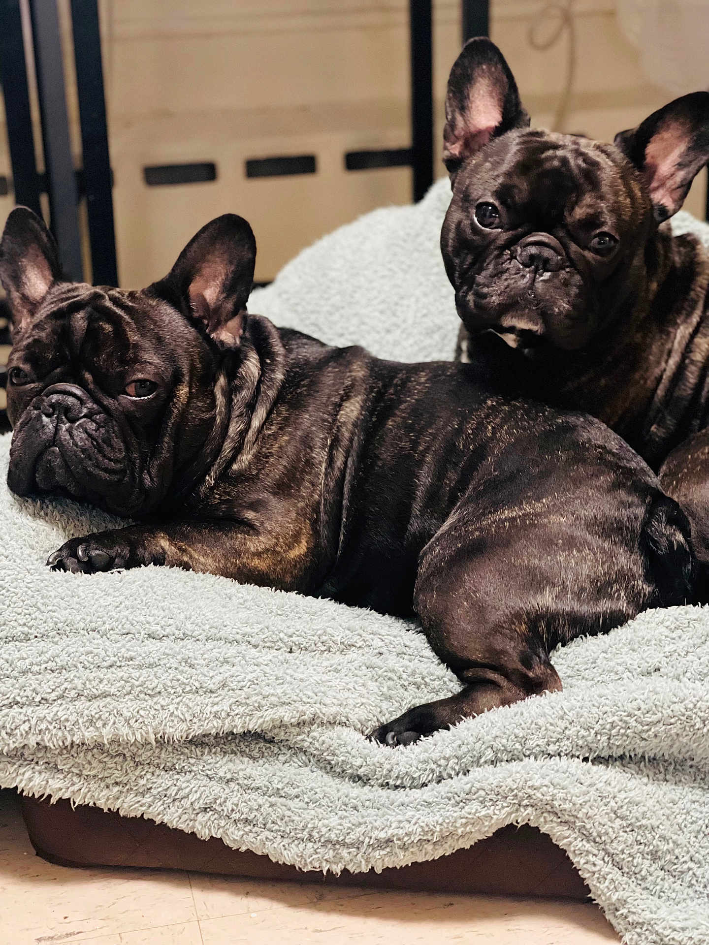 Koba And Georgie