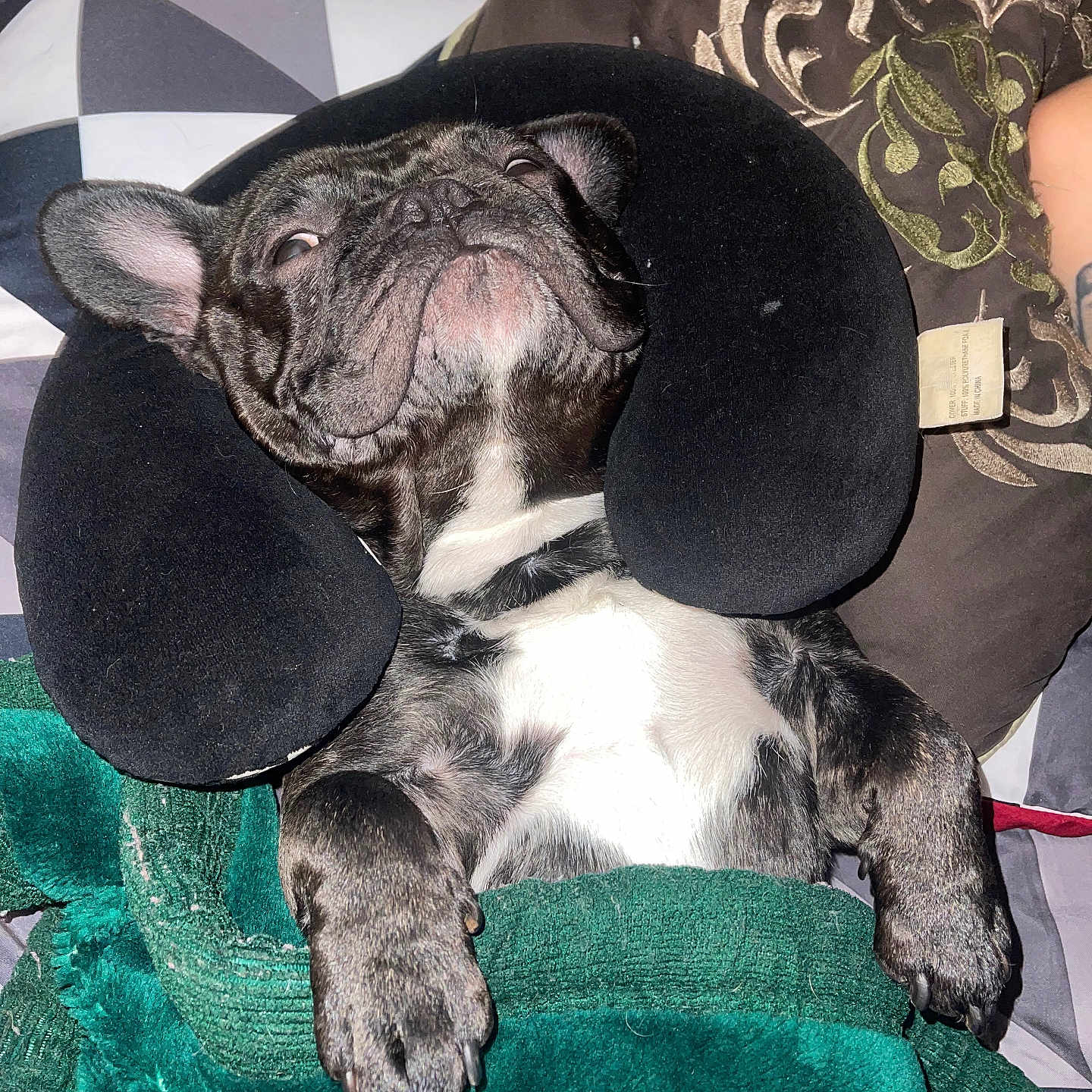Georgie A is registered to the contest to win money with this photo: animal, bed, black, blanket, cozy, cute, dog, domestic_animal, french_bulldog, fur, indoor, lying_down, neck_pillow, paw, pet, pillow, relaxed, resting, sleepy, white