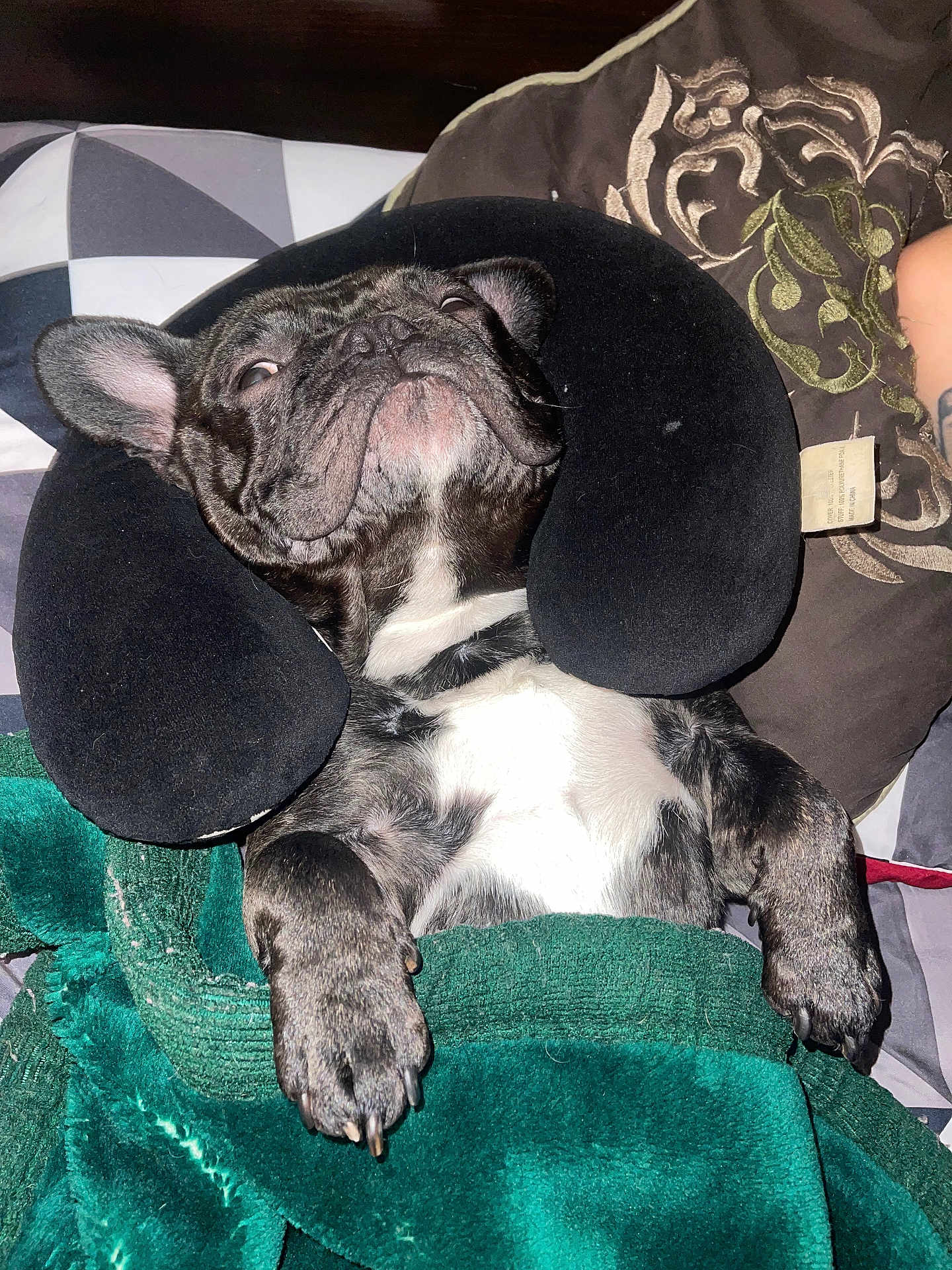 Georgie A is registered to the contest to win money with this photo: animal, bed, black, blanket, cozy, cute, dog, domestic_animal, french_bulldog, fur, indoor, lying_down, neck_pillow, paw, pet, pillow, relaxed, resting, sleepy, white