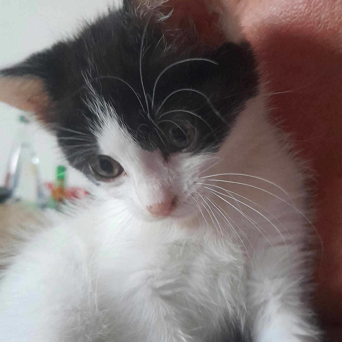 Alika a rejoint le concours — aidez-le/la à gagner de superbes lots ! animal, black_and_white, cat, close_up, companion, curious, cute, face, fur, glasses, human, indoor, kitten, looking_down, person, pet, portrait, soft_light, whiskers, young