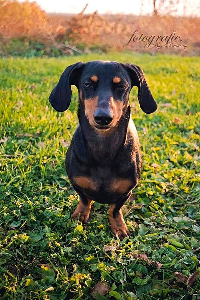 Yoda joined the competition — help win amazing prizes! canidae, carnivore, companion_dog, dobermann, dog, dog_breed, fawn, field, grass, grassland, guard_dog, hound, personal_protective_equipment, pinscher, plant, prairie, snout, sporting_group, working_animal, working_dog