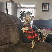 Gigi joined the competition — help win amazing prizes! blanket, brown_couch, couch, cozy, curious, decor, dog, four_dogs, furniture, indoor, living_room, pet, photo_frame, plaid_clothing, plant, portrait, resting, small_dog, two_dogs, window