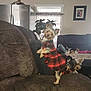 blanket, brown_couch, couch, cozy, curious, decor, dog, four_dogs, furniture, indoor, living_room, pet, photo_frame, plaid_clothing, plant, portrait, resting, small_dog, two_dogs, window