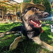 Aïko participe au concours pour gagner de l'argent avec cette photo : animal, backyard, canine, dog, grass, greenery, happy, hat, house, leisure, nature, outdoor, pet, playful, relaxed, shade, smiling, summer, sunlight, tongue_out