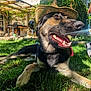 animal, backyard, canine, dog, grass, greenery, happy, hat, house, leisure, nature, outdoor, pet, playful, relaxed, shade, smiling, summer, sunlight, tongue_out
