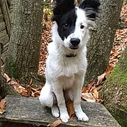 Sheldon a rejoint le concours — aidez-le/la à gagner de superbes lots ! border_collie, canaan_dog, carnivoran, dog, dog_breed, dog_breed_group, dog_like_mammal, east_siberian_laika, karakachan_dog, karelian_bear_dog, russo_european_laika, welsh_sheepdog