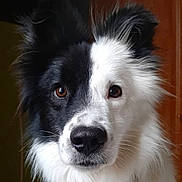 Cheldon participe au concours pour gagner de l'argent avec cette photo : dog, border_collie, pet, animal, portrait, close_up, black_and_white, fur, ears, nose, whiskers, eyes, indoor, wooden_background, muzzle, alert, adorable, face, companion, long_hair