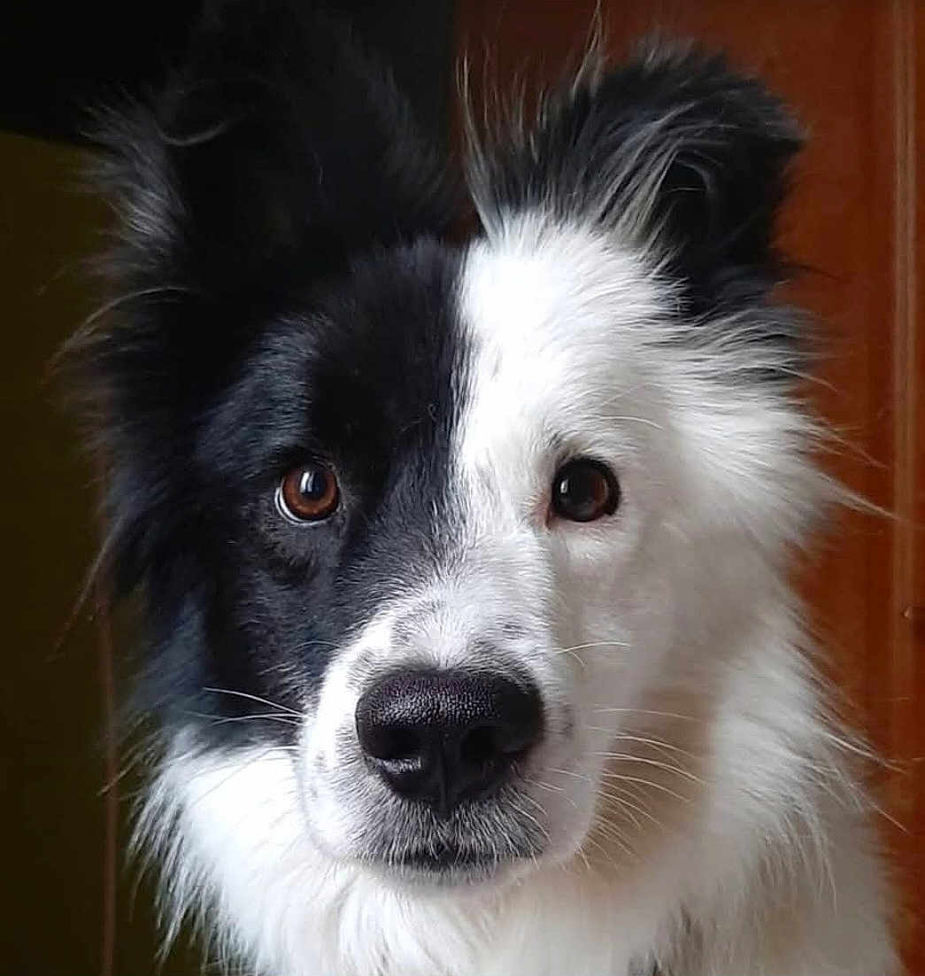 Cheldon participe au concours pour gagner de l'argent avec cette photo : dog, border_collie, pet, animal, portrait, close_up, black_and_white, fur, ears, nose, whiskers, eyes, indoor, wooden_background, muzzle, alert, adorable, face, companion, long_hair