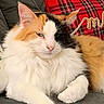 cat, calico_cat, fluffy, pet, feline, indoor, couch, pillow, red_pillow, plaid, relaxed, resting, animal, fur, whiskers, cute, domestic_animal, closeup, cozy, home