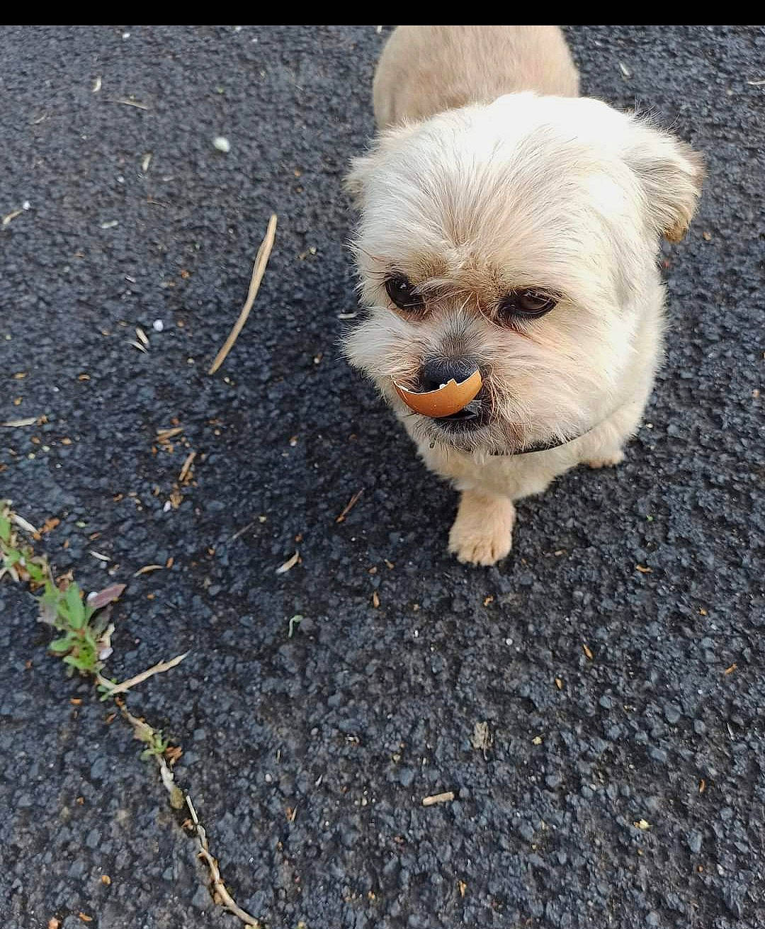 Bandy a rejoint le concours — aidez-le/la à gagner de superbes lots ! asphalt, canidae, carnivore, companion_dog, dog, dog_breed, fawn, fur, grass, liver, road_surface, shih_tzu, small_terrier, snout, soil, sporting_group, terrier, toy_dog, whiskers, working_animal