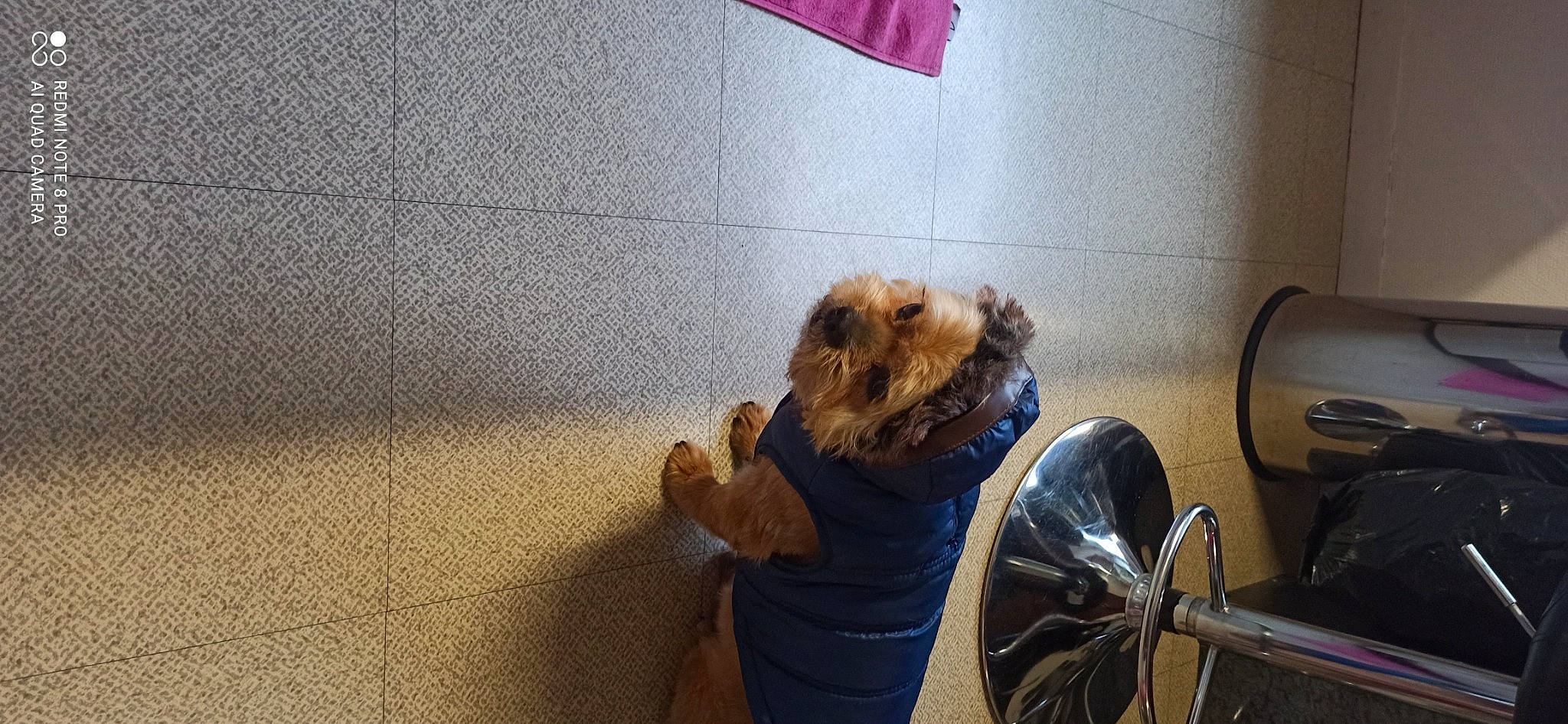 Bandy a rejoint le concours — aidez-le/la à gagner de superbes lots ! bathing, canidae, carnivore, companion_dog, dog, dog_breed, fawn, flooring, fur, radio, rodent, room, small_terrier, snout, sporting_group, tap, terrier, toy, toy_dog, wood