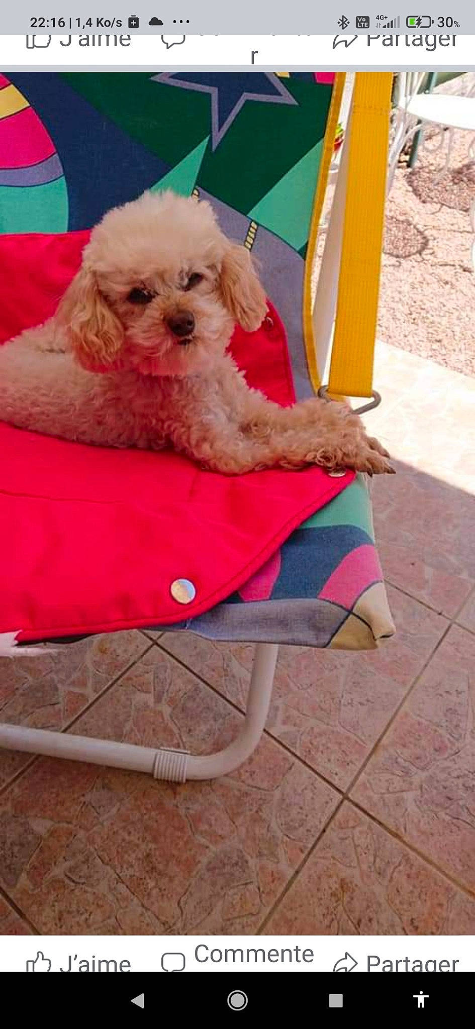 Chipie participe au concours pour gagner de l'argent avec cette photo : canidae, carnivore, chair, companion_dog, dog, dog_breed, dog_clothes, dog_collar, dog_supply, eyewear, outdoor_furniture, pet_supply, pink, sitting, small_terrier, sporting_group, sunglasses, terrier, toy_dog, working_animal