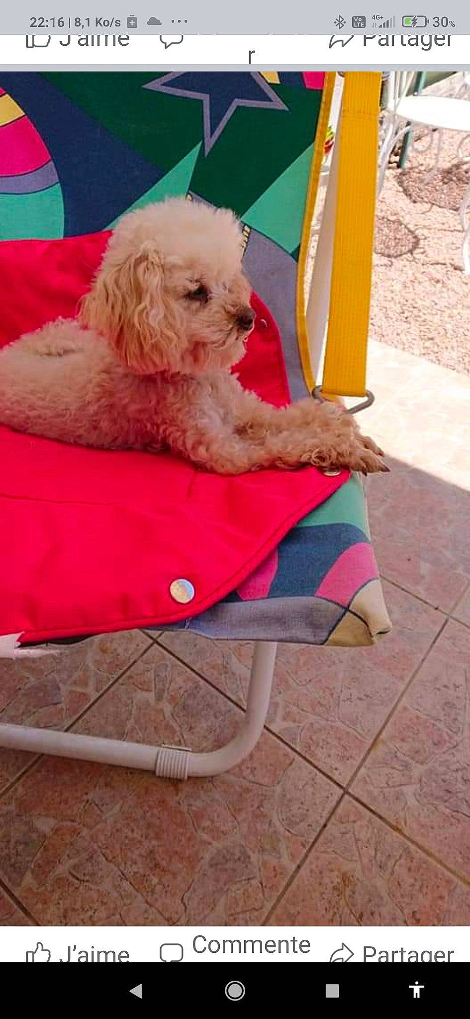 Chipie a rejoint le concours — aidez-le/la à gagner de superbes lots ! canidae, carnivore, chair, companion_dog, dog, dog_breed, dog_supply, flooring, leisure, magenta, maltepoo, outdoor_furniture, pink, poodle, recreation, sitting, sporting_group, terrier, toy_dog, water_dog