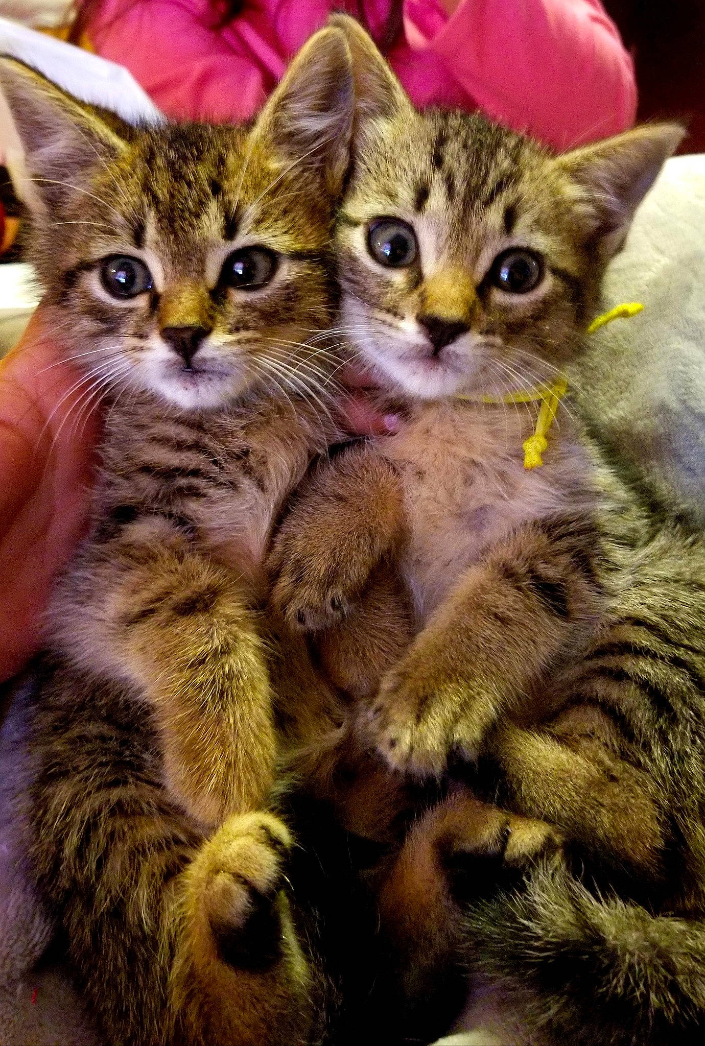 Dalton is registered to the contest to win money with this photo: american_shorthair, asian, australian_mist, california_spangled, carnivore, cat, domestic_short_haired_cat, dragon_li, egyptian_mau, european_shorthair, felidae, kitten, mammal, pixie_bob, savannah, small_to_medium_sized_cats, tabby_cat, toyger, vertebrate, whiskers