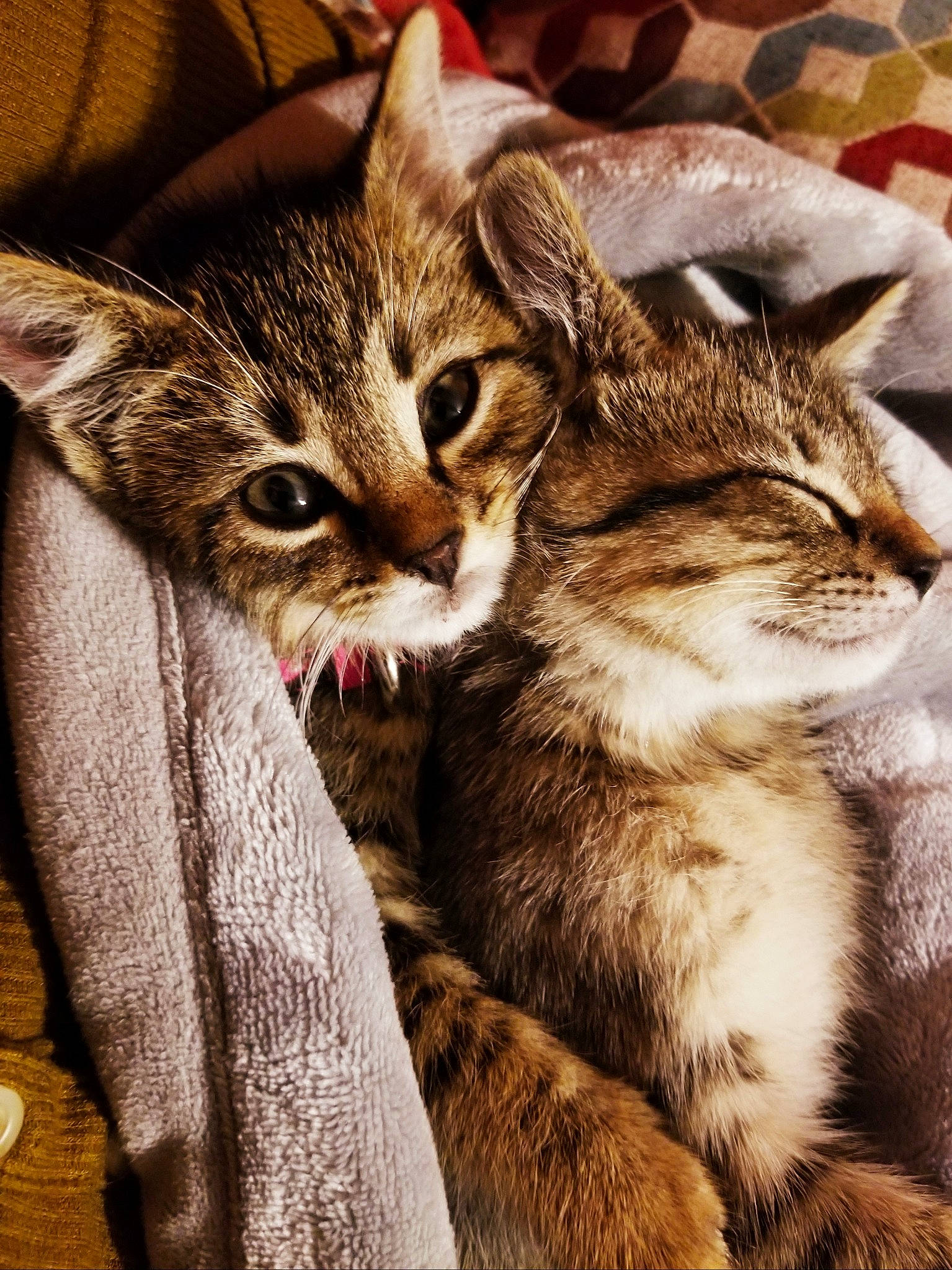 Dalton is registered to the contest to win money with this photo: american_shorthair, asian, california_spangled, carnivore, cat, domestic_short_haired_cat, dragon_li, egyptian_mau, european_shorthair, felidae, fur, hug, kitten, paw, pixie_bob, small_to_medium_sized_cats, sokoke, tabby_cat, whiskers, wild_cat