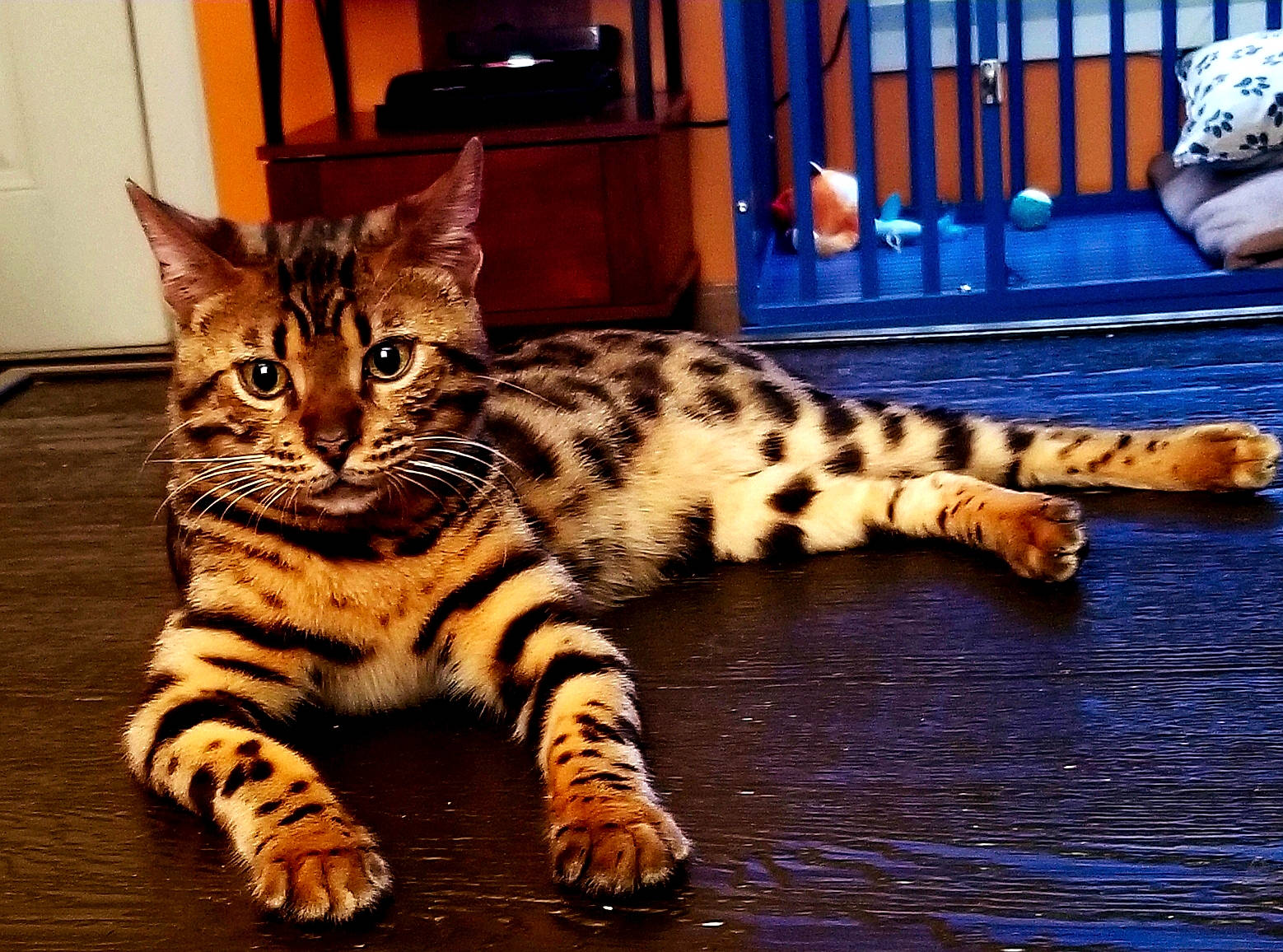 Dalton is registered to the contest to win money with this photo: american_shorthair, asian, bengal, california_spangled, carnivore, cat, domestic_short_haired_cat, dragon_li, egyptian_mau, felidae, kitten, mammal, ocicat, savannah, small_to_medium_sized_cats, tabby_cat, terrestrial_animal, toyger, vertebrate, whiskers