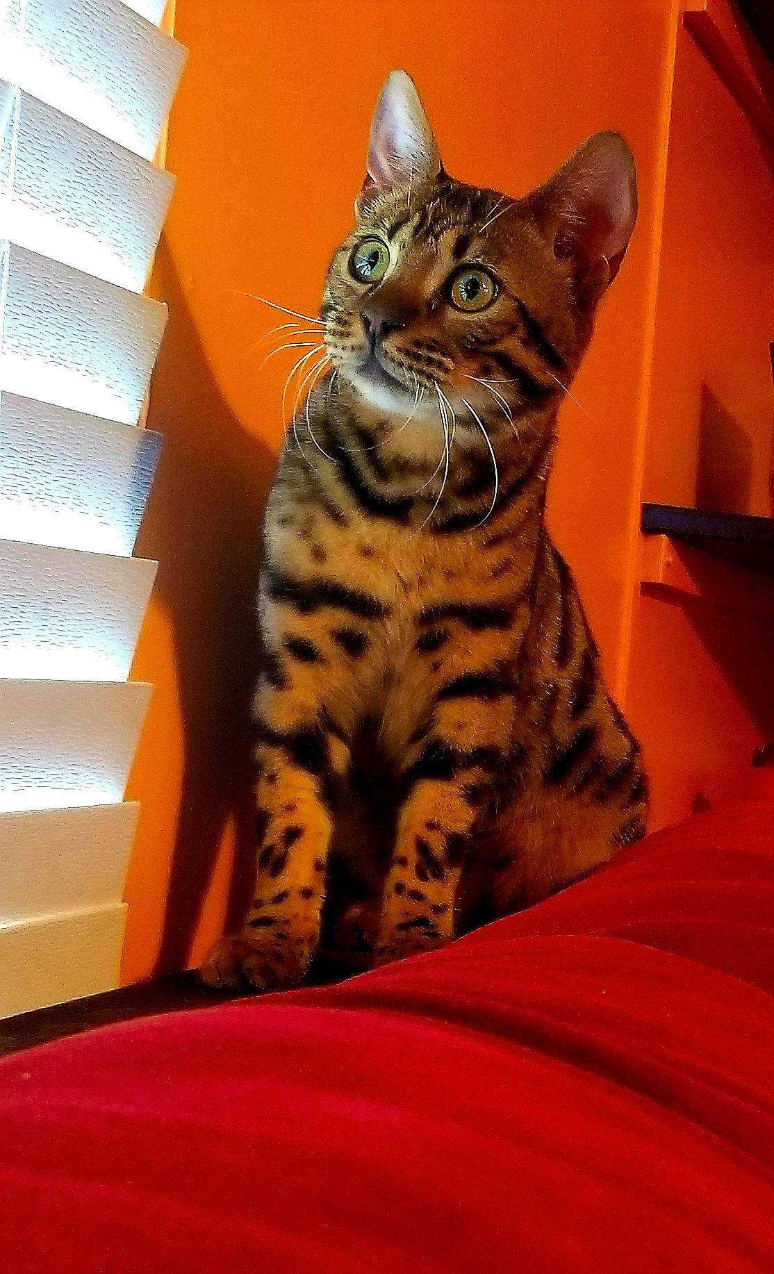 Dalton is registered to the contest to win money with this photo: american_shorthair, asian, bengal, california_spangled, carnivore, cat, domestic_short_haired_cat, dragon_li, egyptian_mau, european_shorthair, felidae, mammal, ocicat, savannah, small_to_medium_sized_cats, sokoke, tabby_cat, toyger, vertebrate, whiskers