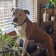 Diesel joined the competition — help win amazing prizes! dog, brown, white, leather_couch, window, blinds, plant, shelf, bottle, jar, indoor, pet, curious, furniture, home, decor, animal, standing, looking, daylight