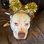 dog, indoor, leather_couch, headband, gold_pom_poms, brown_couch, blanket, toolbox, floor_tile, pet, relaxed, laying_down, curious, animal, companion, domestic, cute, face, two_dogs, resting