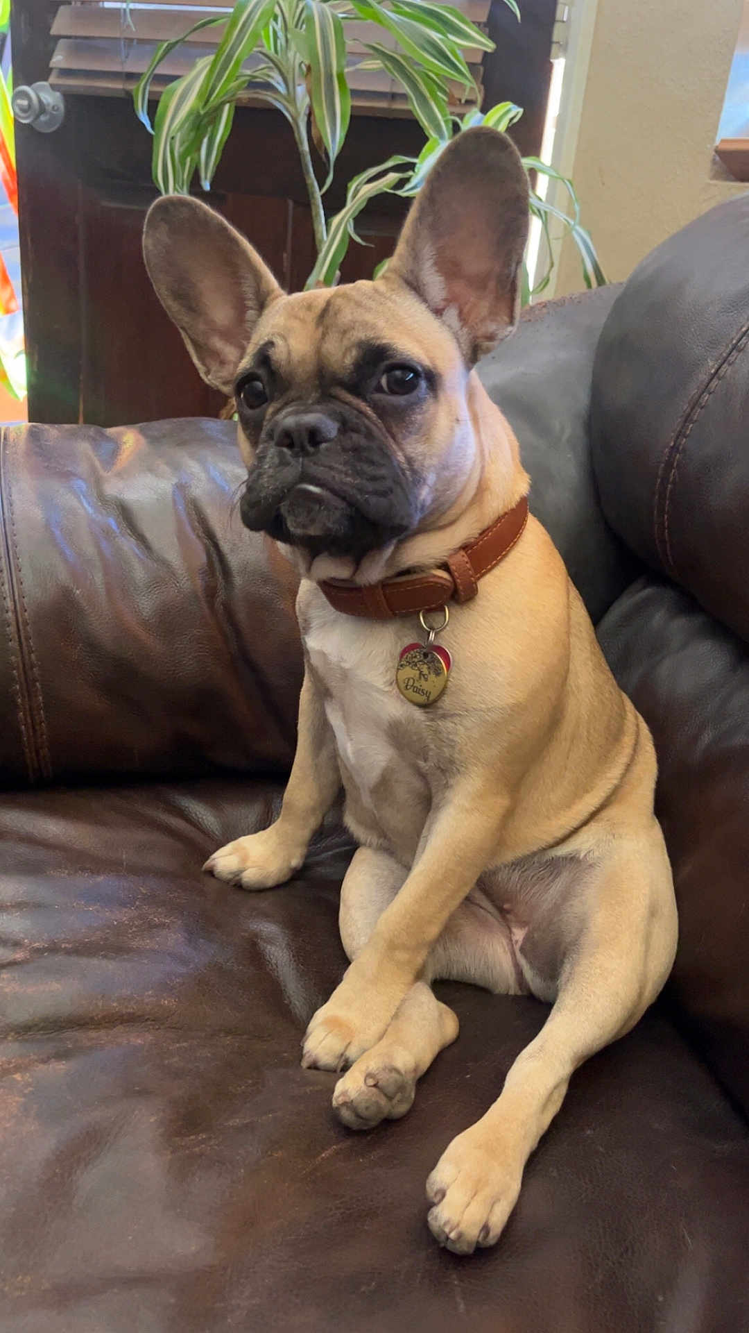 Daisy