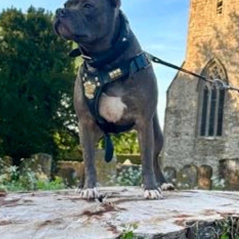 Abraxas joined the competition — help win amazing prizes! animal, architecture, bostonbull, boxer, building, bulldog, canine, dog, frenchbulldog, furniture, pet, pitbull, plant, policedog, snout, table, tabletop, terrier, tree, treestump